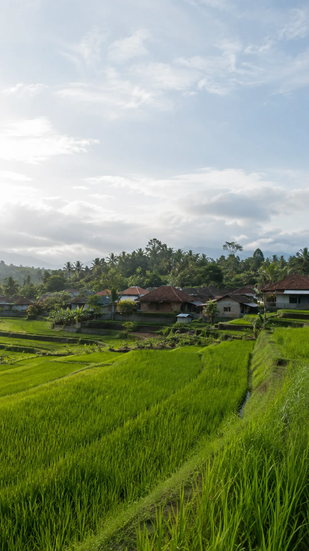 Wilayah persawahan Desa Temboro