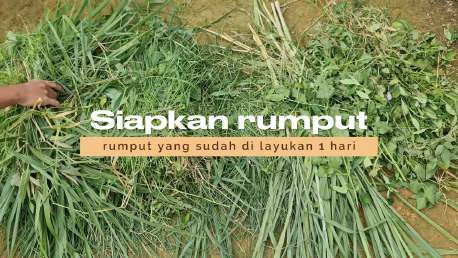 Video tutorial pembuatan silase