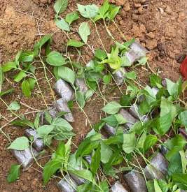 Penyemaian bibit cabai di Dusun Dlisen — foto 1